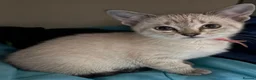Bengal cats for sale: Cute Bengal Kitties - Advert 4