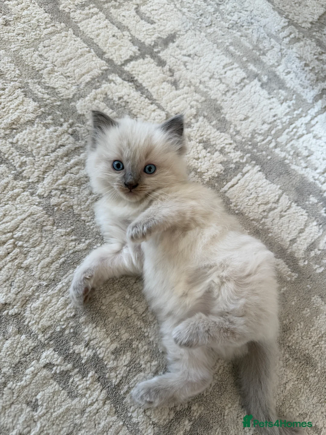 Ragdoll cats for sale: Blue Point Ragdoll Male Kittens in Wrexham - Advert 2