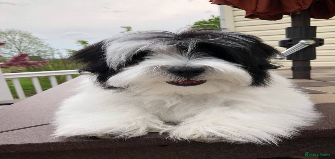 Gallery Image {{count}}