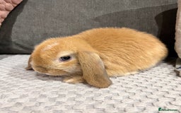Mini Lop rabbits for sale: Beautiful mini lop rabbits for sale - Image 26