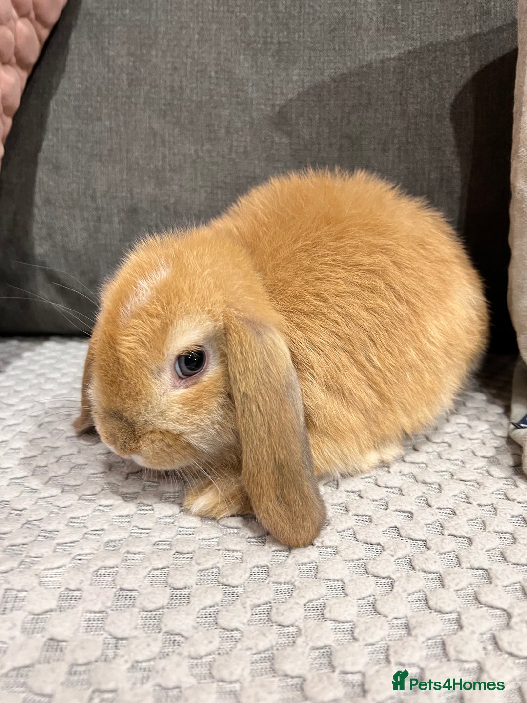 Mini Lop rabbits for sale: Beautiful mini lop rabbits for sale - Image 26