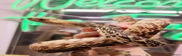 Snake reptiles for sale: Pair of bull snakes 1 male 1 female  - Advert 2