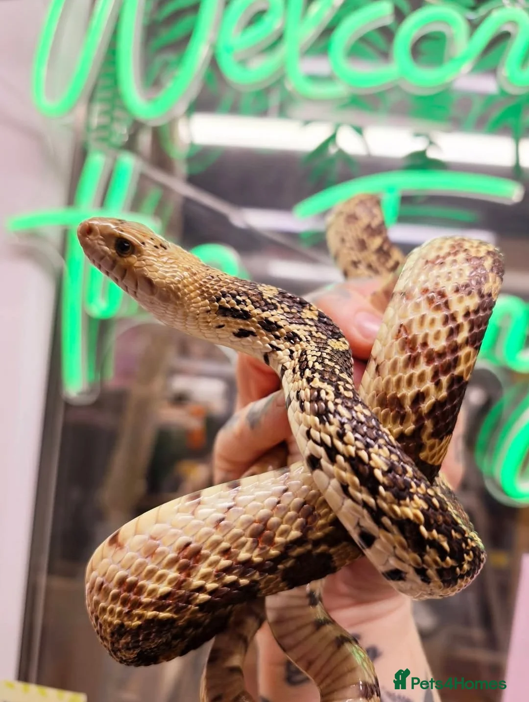 Snake reptiles for sale: Pair of bull snakes 1 male 1 female  - Advert 2