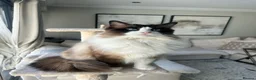 Ragdoll cats for sale: 2 male adult ragdolls - rehoming  in London - Advert 12