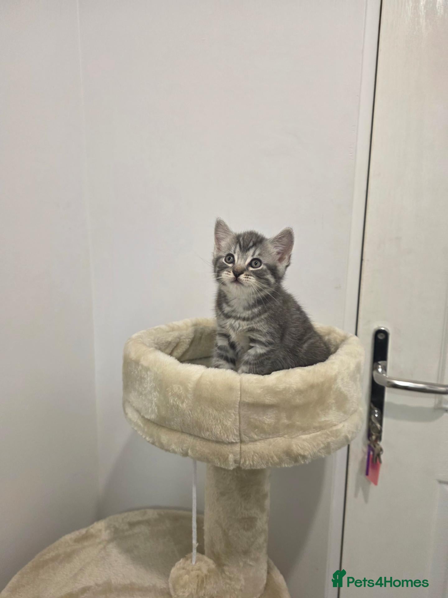 Mixed Breed cats Adorable kittens  - Advert 1