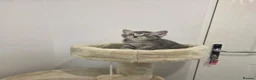 Mixed Breed cats for sale: Adorable kittens  - Advert 14