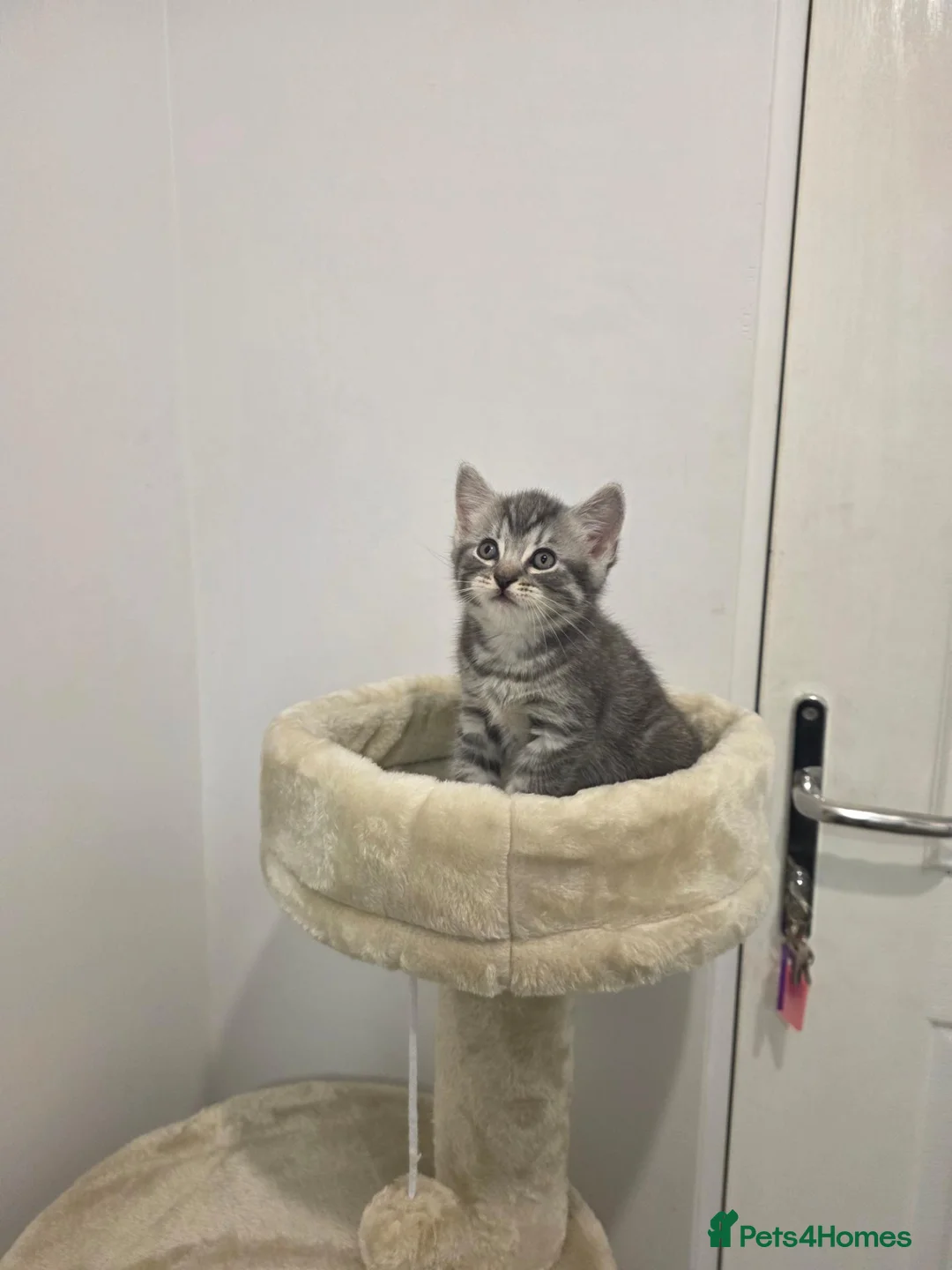 Mixed Breed cats for sale: Adorable kittens  - Advert 14