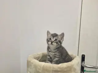 Mixed Breed cats Adorable kittens - Advert 1