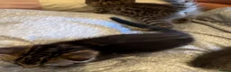 Bengal cats for sale: One boy and three girls  - Advert 33