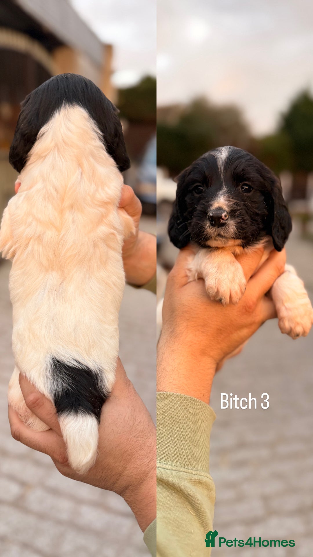 English Springer Spaniel dogs for sale: KC Reg BadgerCourt X Appachi Springer Pups - Image 4