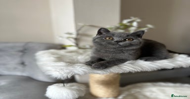 British Shorthair cats - Advert 16