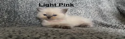 Ragdoll cats for sale: Purebred Blue Point & Blue Mitted ragdolls - Advert 23