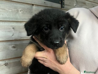 German Shepherd dogs Beautiful black and gold German shepherd puppies - Advert 16