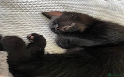 Mixed Breed cats for sale: Kittens for sale ready to leave  - Image 3