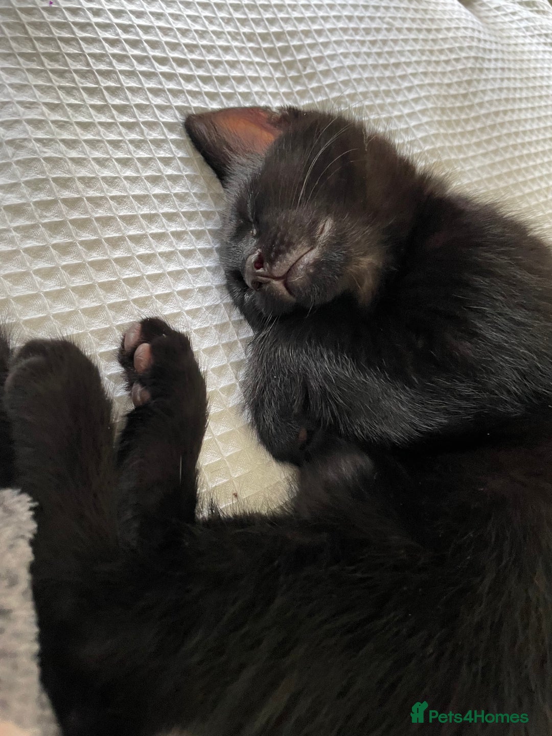 Mixed Breed cats for sale: Kittens for sale ready to leave  - Image 3