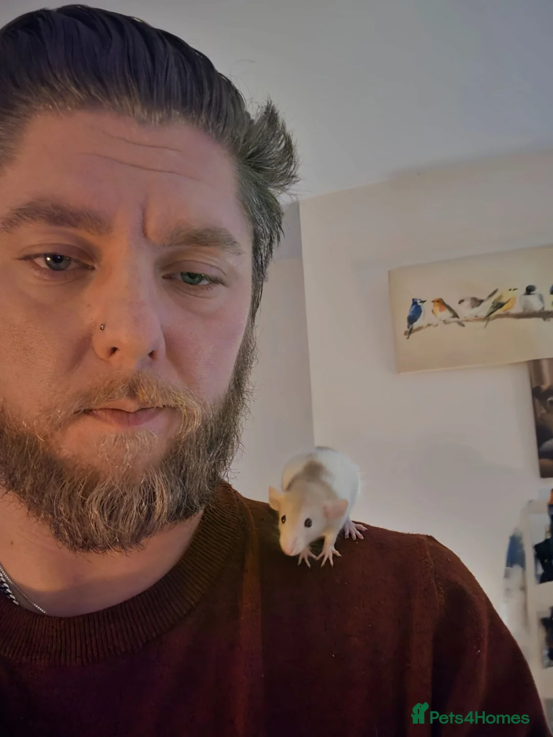 Rat rodents for sale: Duchess and Biscuits  - Advert 2