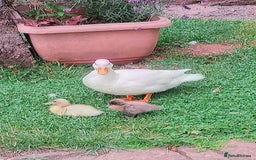 Ducks poultry for sale: Lovely Call x miniture silver appleyard ducklings - Image 2