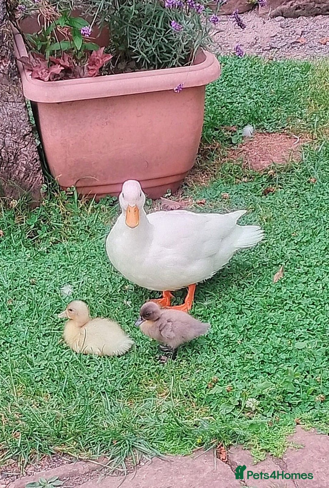 Ducks poultry for sale: Lovely Call x miniture silver appleyard ducklings - Image 2