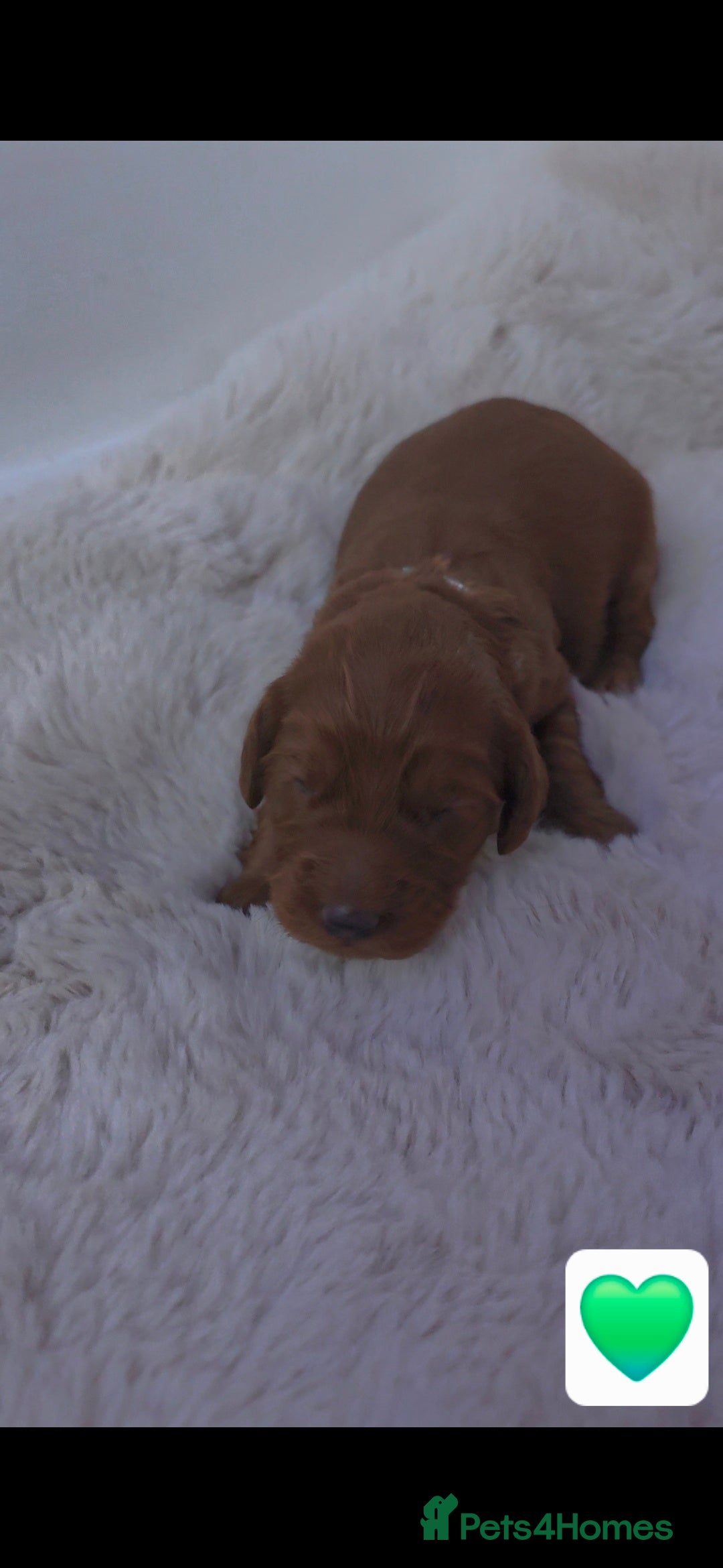 Cockapoo dogs for sale: 🐶🐾Beautiful Fox red F1 Cockerpoo Puppies 🐾🐶 - Advert 5