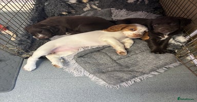 Cocker Spaniel dogs - Advert 13