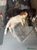 Cocker Spaniel dogs - Advert 13