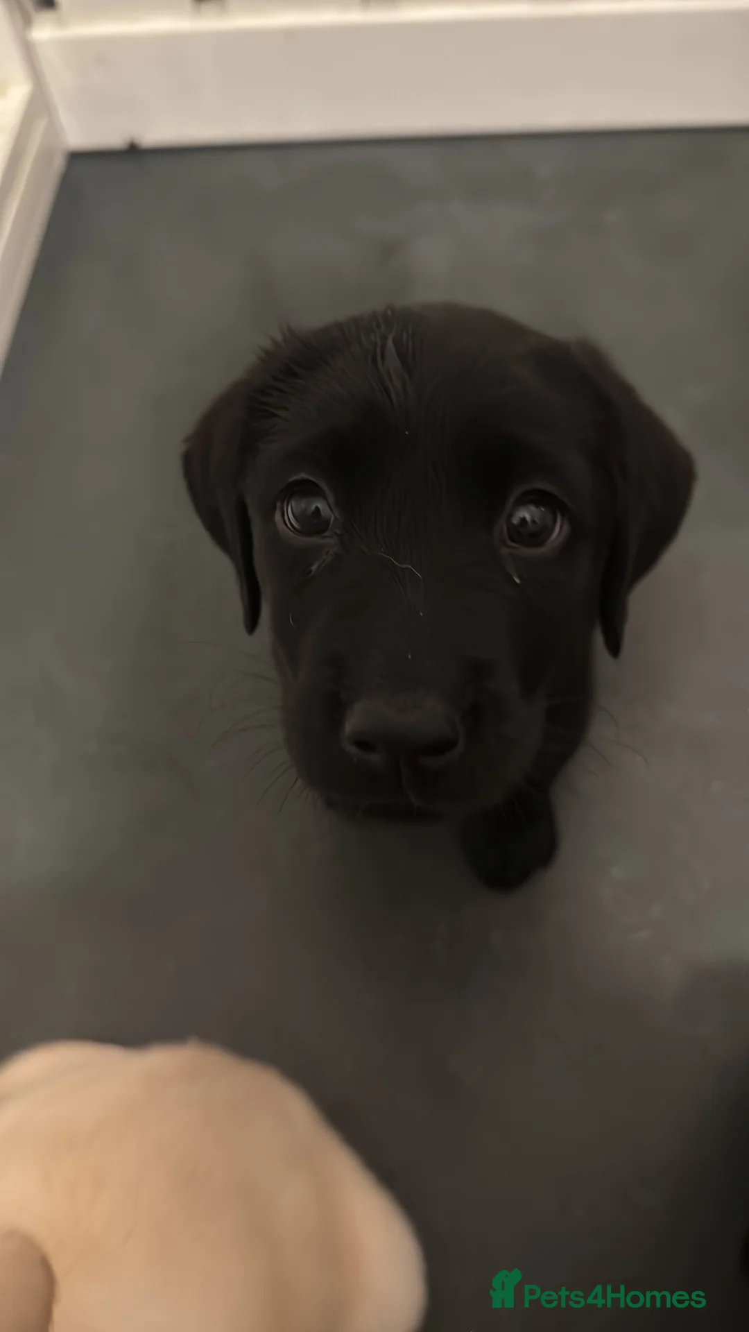 Labrador Retriever dogs for sale: 3 black females remaining – Labrador Retrievers - Advert 5