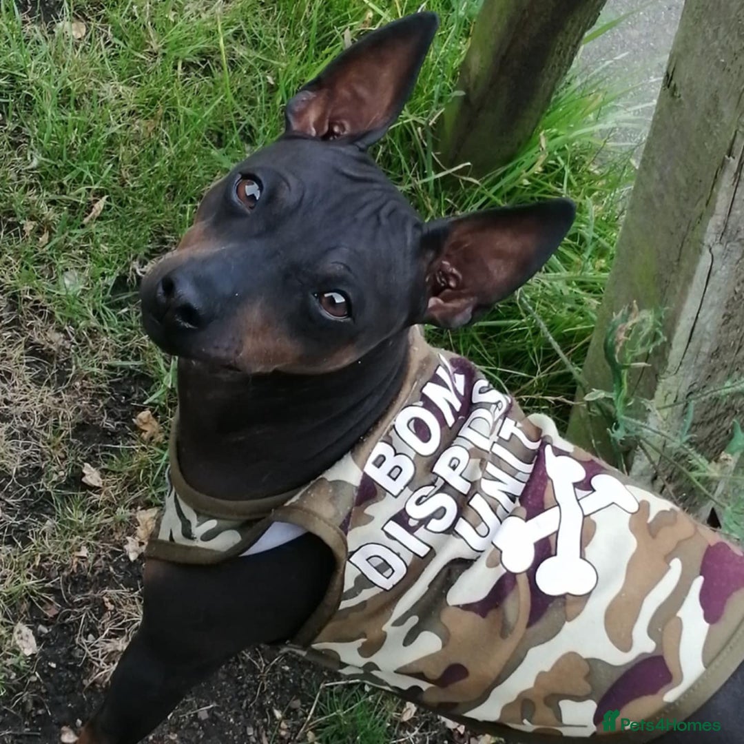 Mexican Hairless dogs for sale: American hairless terrier  - Advert 10