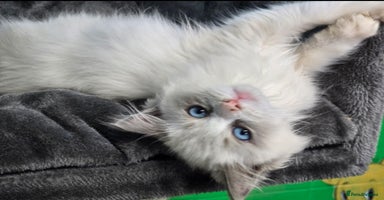 Ragdoll cats - Advert 3