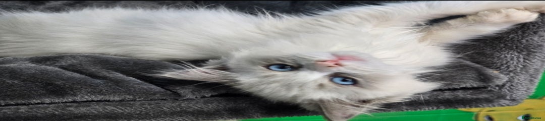 Ragdoll Kitten 1