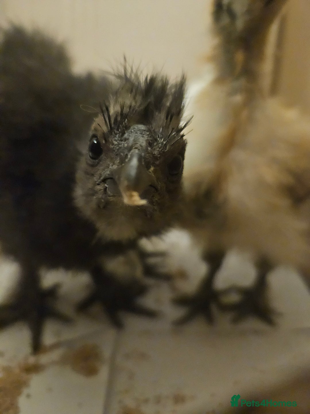 Chickens poultry for sale: 3 Silkie Purebreds for £90 - Advert 10