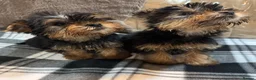 Yorkshire Terrier dogs for sale: 2 beautiful girls looking for 4ever homes 🏠 in Abertillery - Advert 2