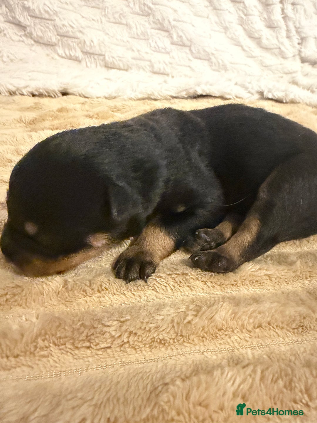 Rottweiler dogs for sale: Chunky Rottweiler puppies! - Advert 19