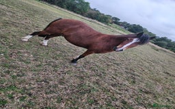Other Breed horses for sale: 10.2 tony the pony - Image 3