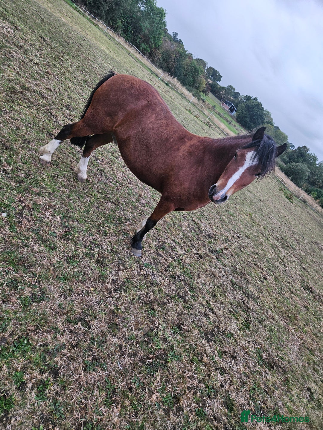 Other Breed horses for sale: 10.2 tony the pony - Image 3