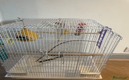 Budgerigars birds for sale: Budgies Birds  - Image 8