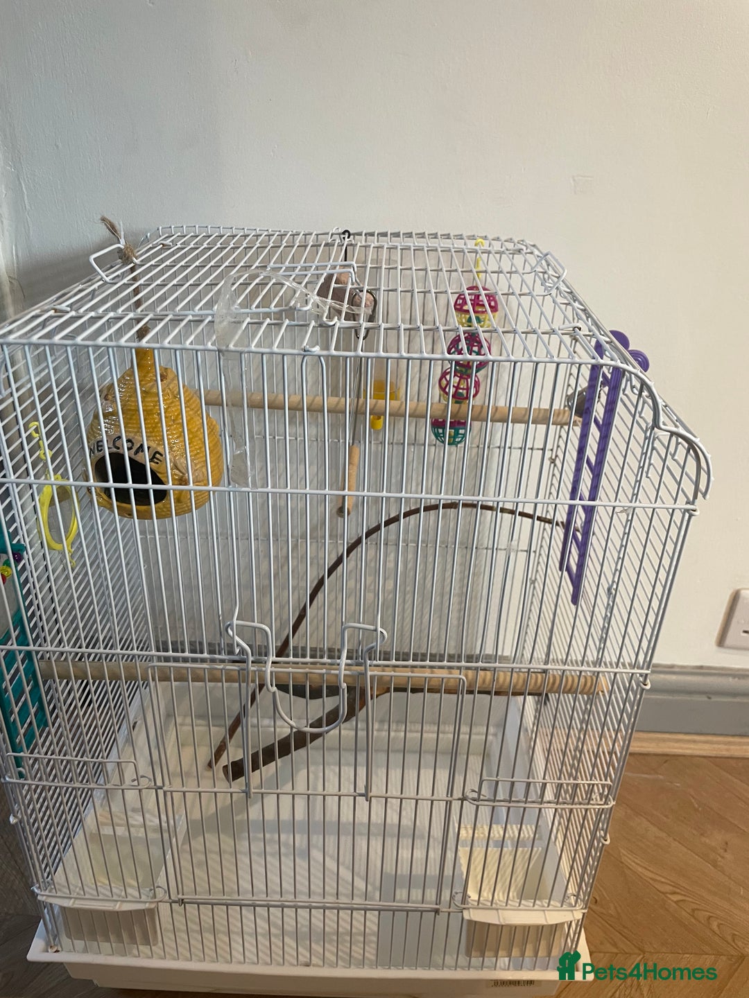 Budgerigars birds for sale: Budgies Birds  - Image 8
