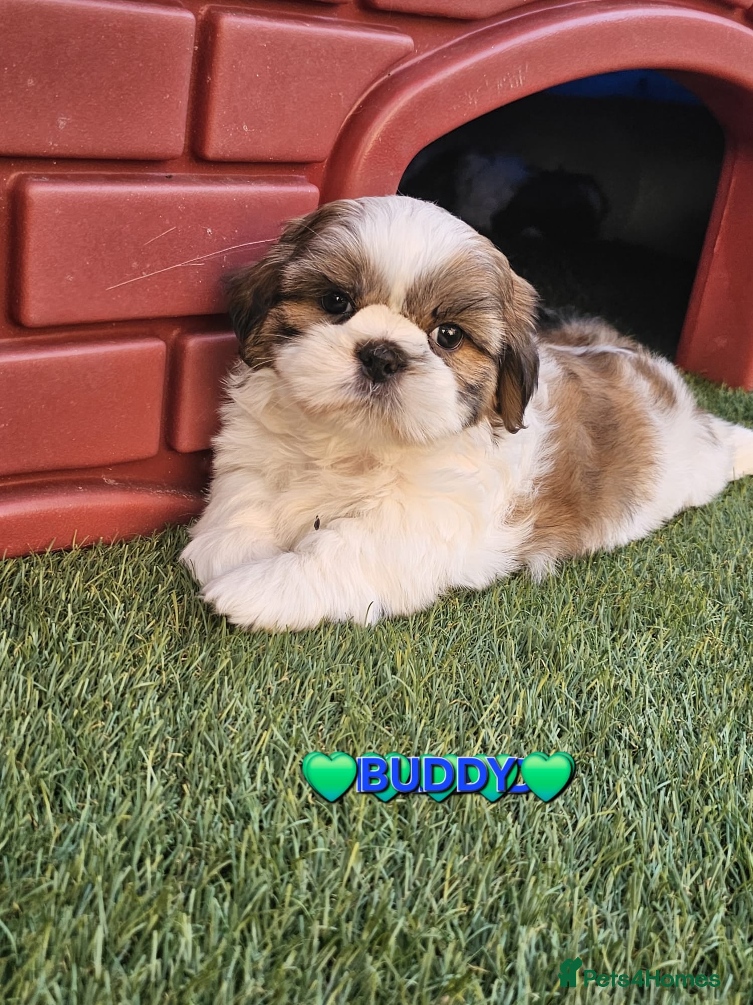Shih Tzu dogs STUNNING PURE STANDARD SHIH TZU  - Advert 3