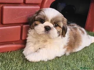 Shih Tzu dogs STUNNING PURE STANDARD SHIH TZU - Advert 1