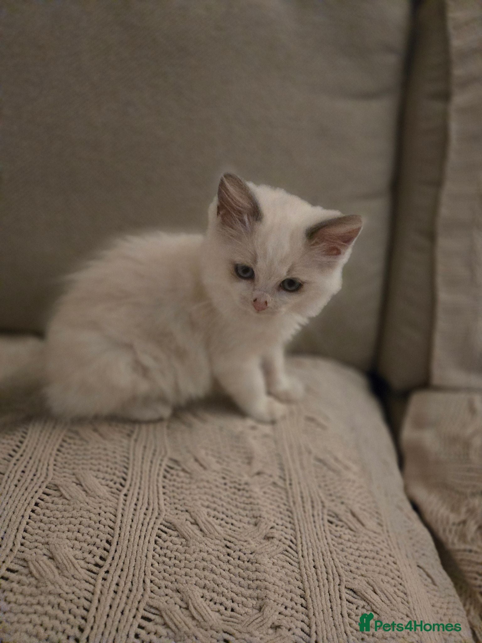 Ragdoll cats Beautiful purebred ragdoll kittens  - Advert 1