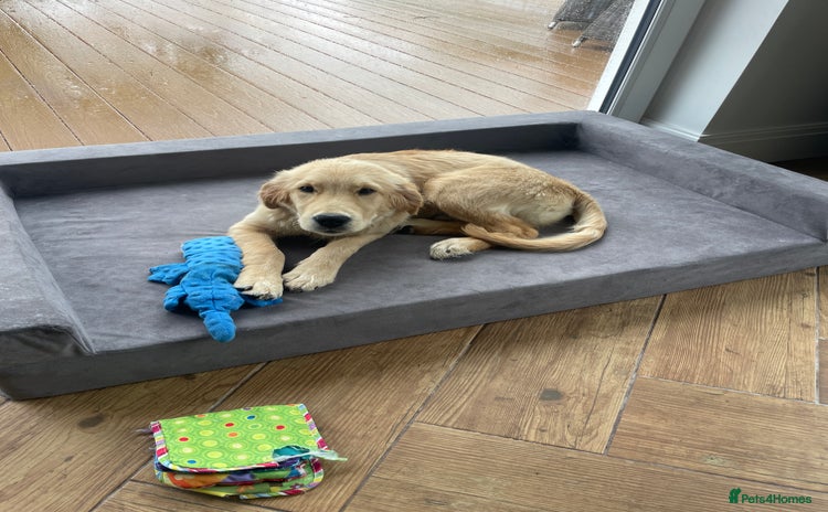 Golden Retriever dogs - Advert 4