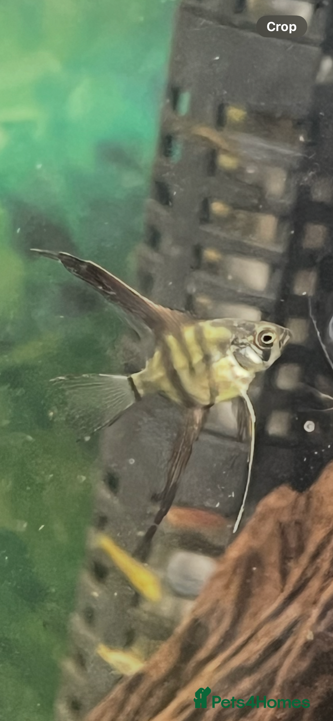 Angelfish fish for sale: Silver longfin pinoy angelfish.  - Image 3