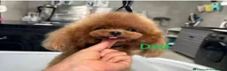 Maltipoo dogs for sale: Two Stunning Adorable Asian/Korea Maltipoo boys in Edinburgh - Advert 9