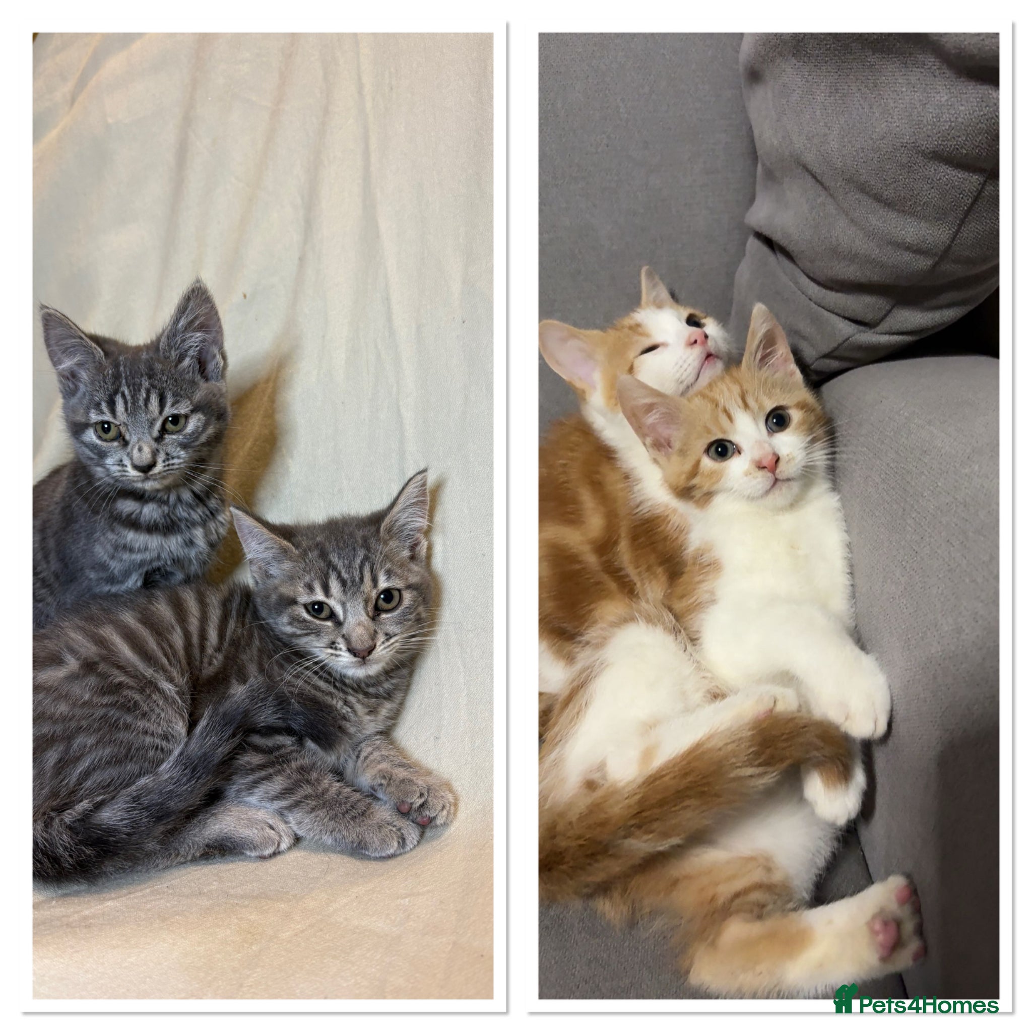 Mixed Breed cats 3 adorable kittens - ready to leave - Advert 12