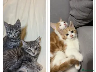 Mixed Breed cats 3 adorable kittens - ready to leave - Advert 12