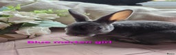 Rex rabbits for sale: 🐰 Beautiful mini rex babies 🐰 - Advert 20