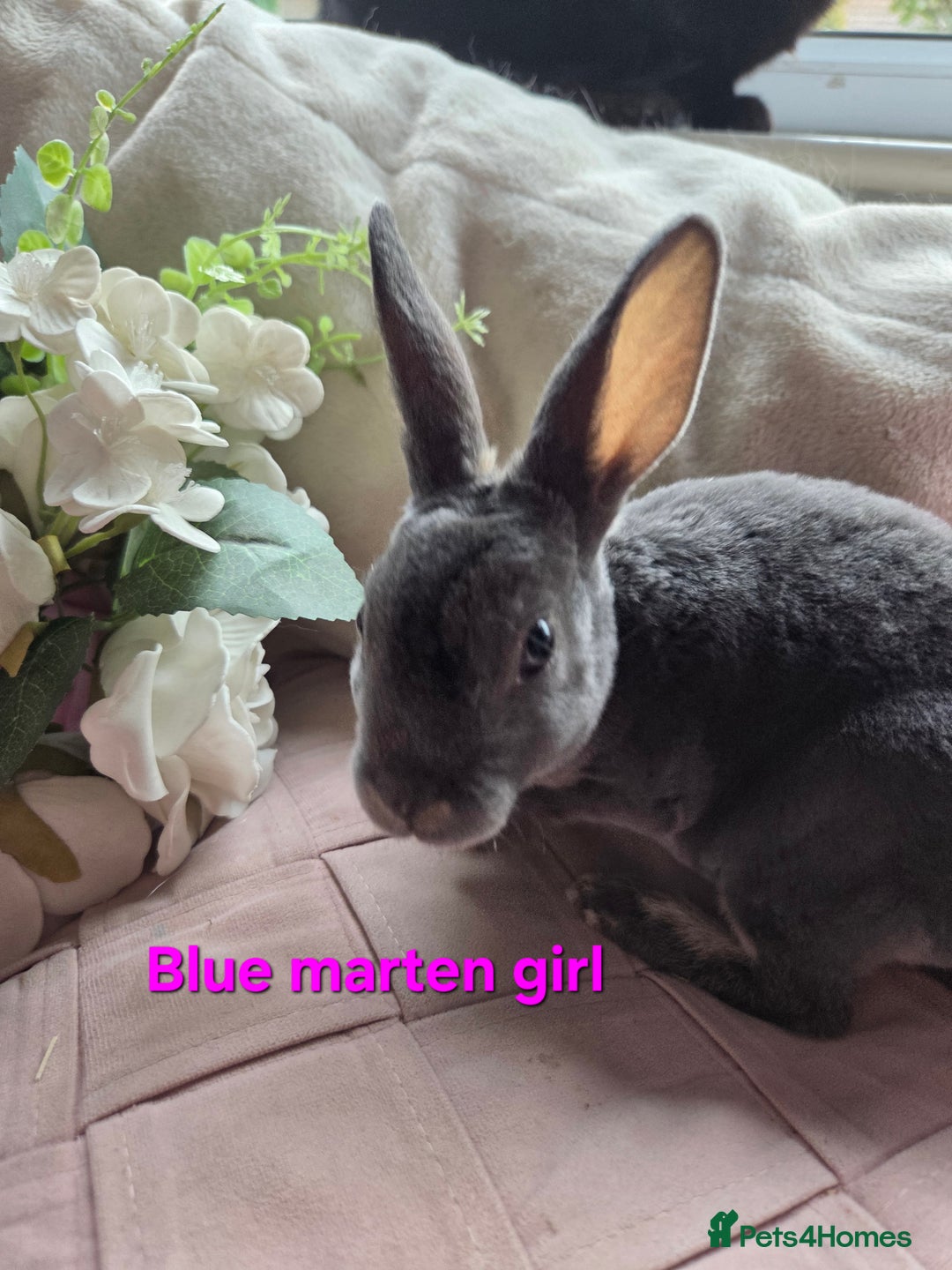 Rex rabbits for sale: 🐰 Beautiful mini rex babies 🐰 - Advert 20