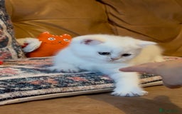 British Shorthair cats for sale: Pedigree British Shorthair kittens - Image 1