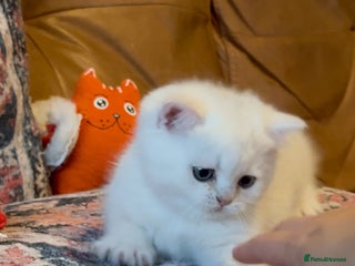 British Shorthair cats - Advert 25