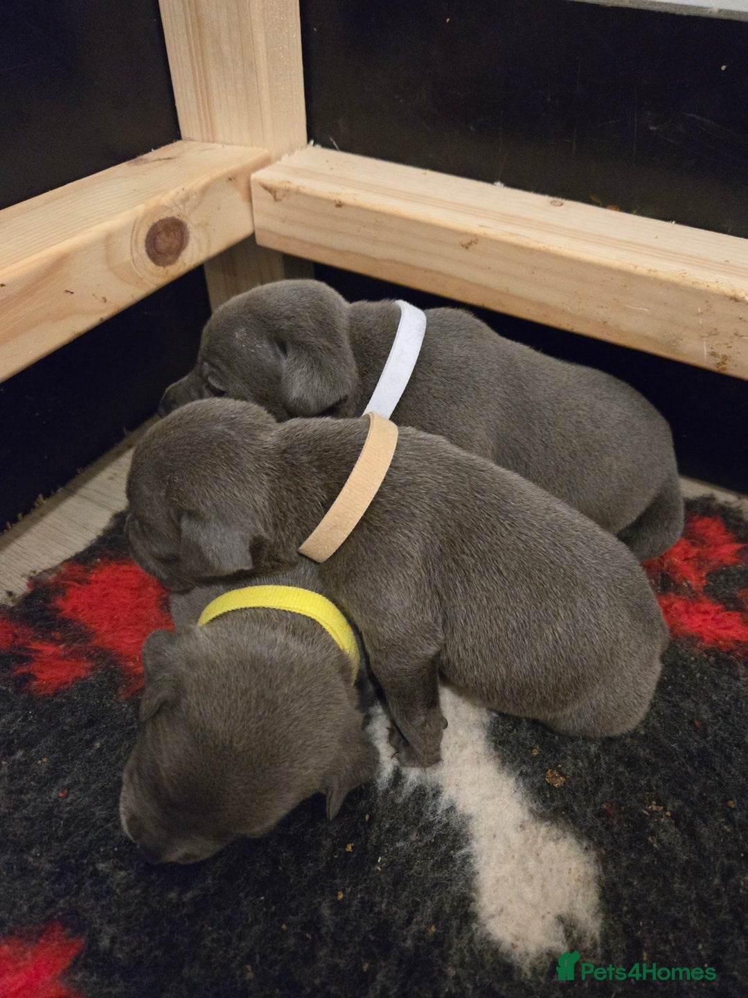 Staffordshire Bull Terrier dogs for sale: Blue Staffy Puppies 🐶 - Advert 12