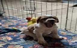 Brittany Spaniel dogs for sale: Brittany puppies for sale  - Image 20